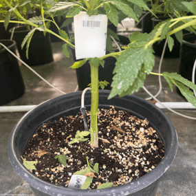 Plant tag