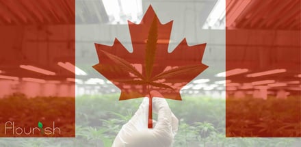 Canada is Taking a Different Stance on Cannabis Laws