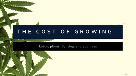 The True Cost of Growing Cannabis