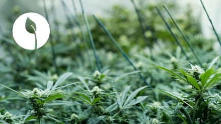 Picking the Right Surface for Your Grow Room Walls