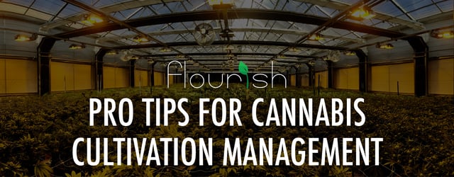 pro_tips_for_cannabis_cultivation_management.jpg