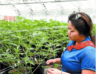 Cultivation Technology - Smart Tools for New School Cannabis