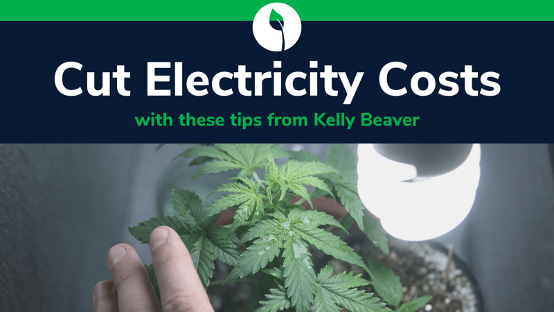 save money on lighting and electricity with your indoor cannabis grow