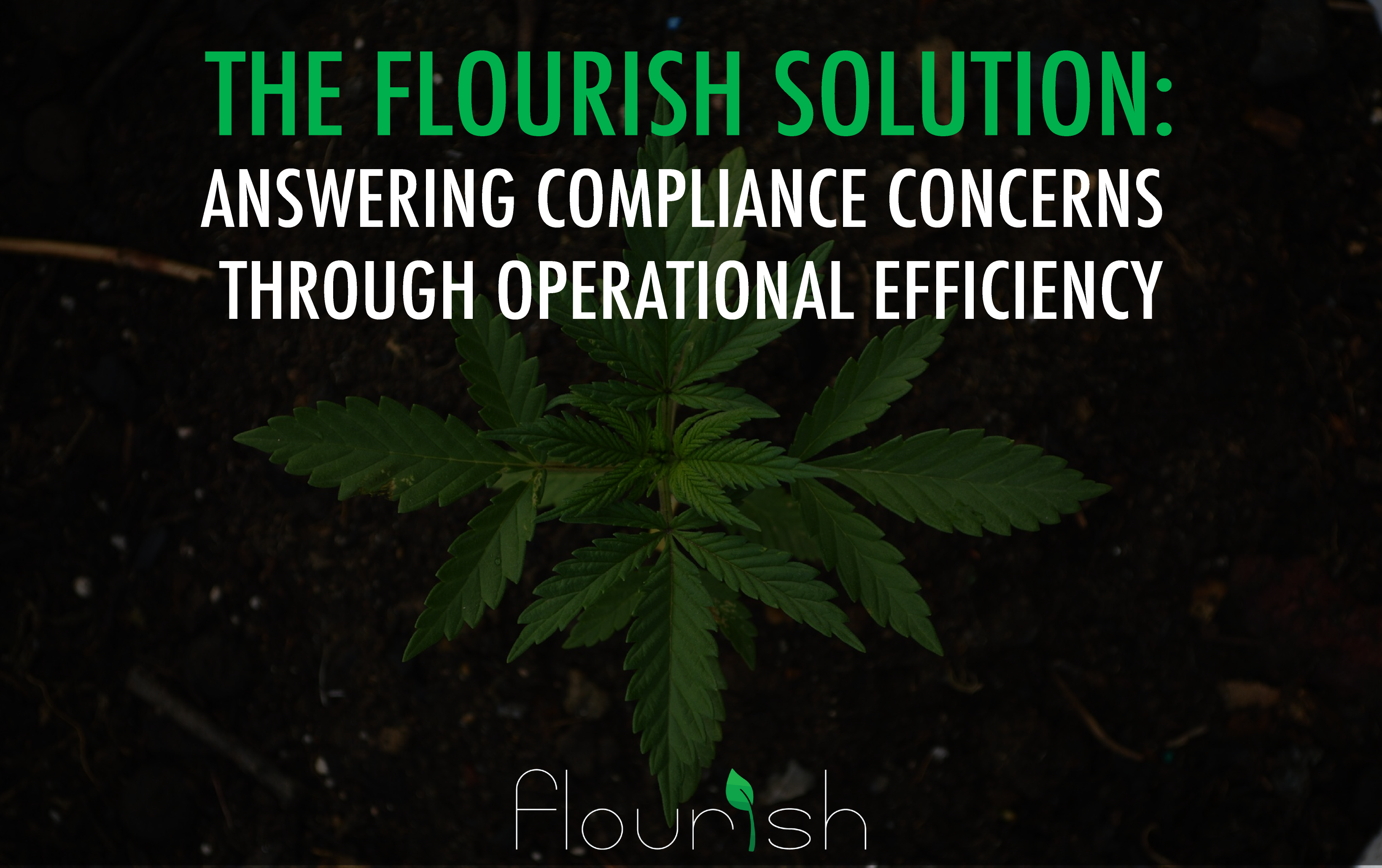 the flourish solution