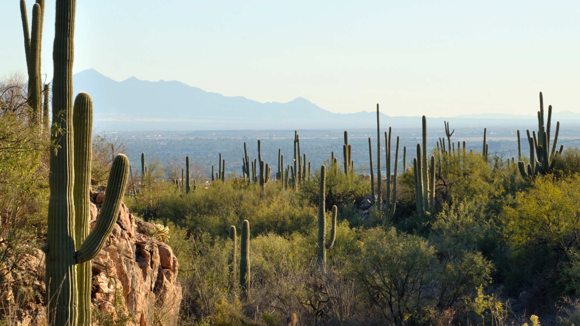 Arizona Desert