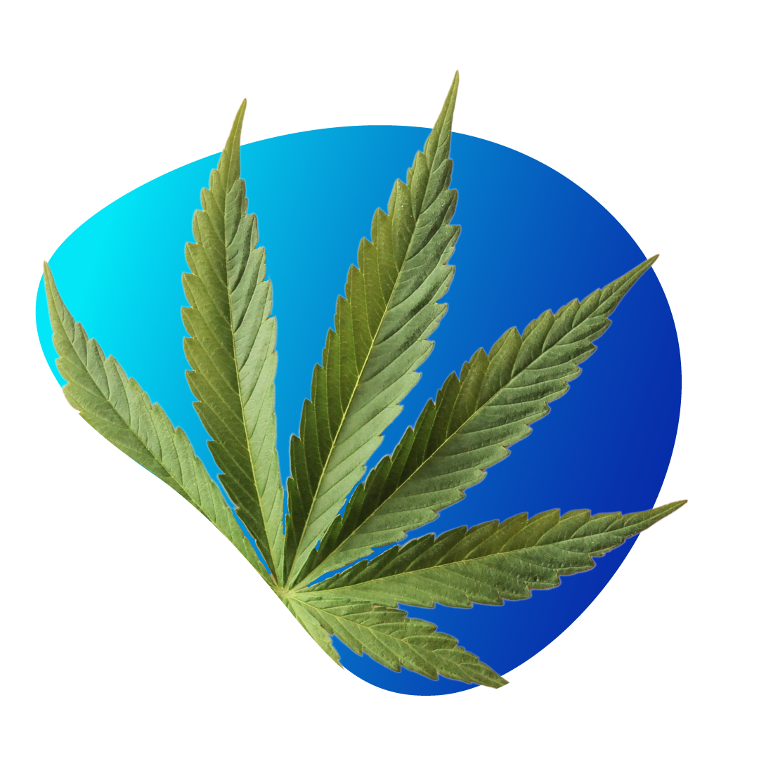 Cannabis-Leaf-with-Blue-Gradient-Blob-Background Cannabis-Leaf-with-Blue-Gradient-Blob-Background
