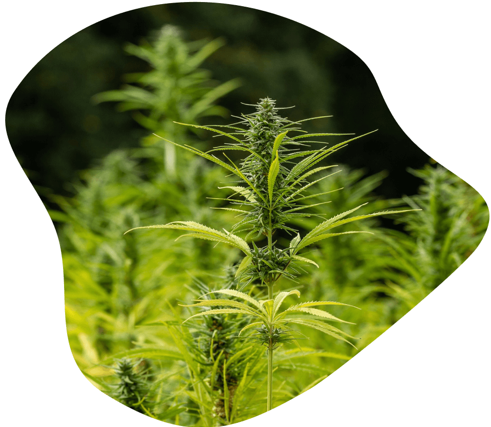 hemp@2x